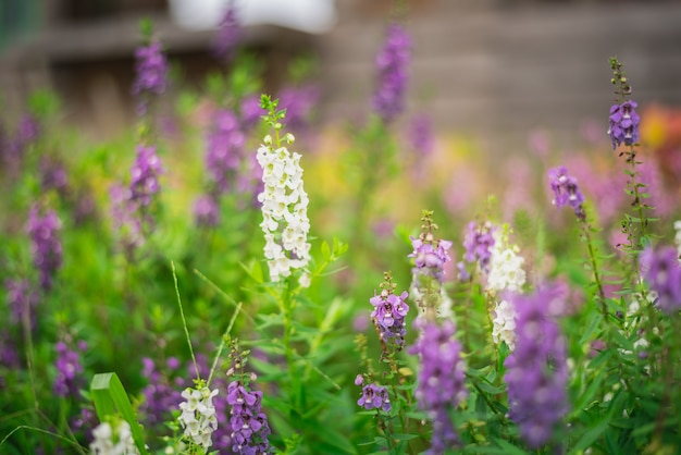 Close up lavender flowers purple color on green background