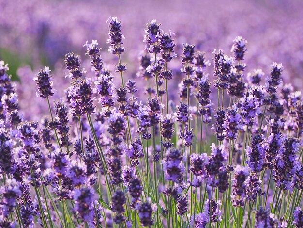 Close-up of lavender flowers