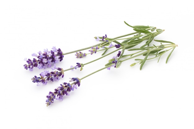 Close-up of lavender flowers