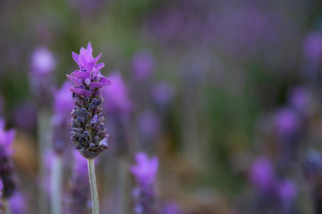 close up of lavender flowers