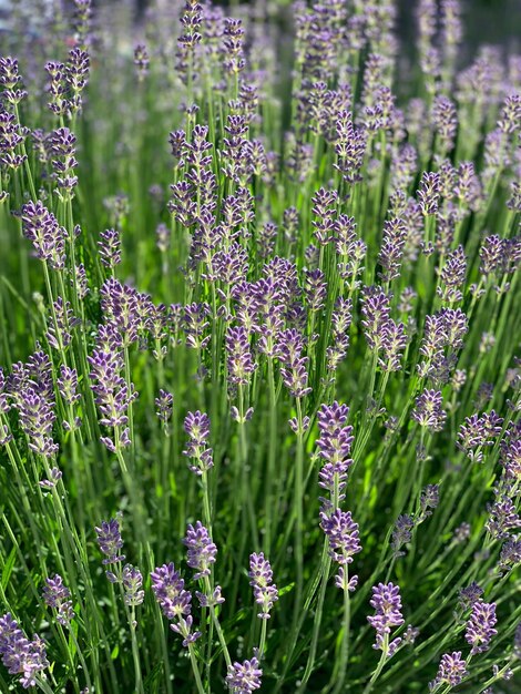 Photo close-up of lavender growing in garden