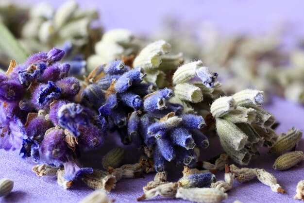 Close-up of lavender growing on plant