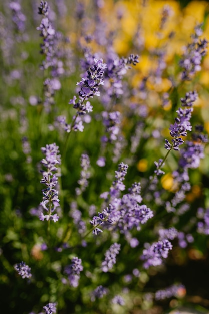 Photo close-up lavender sprigs