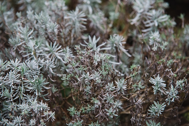 Close up on lavendula anfustifolia, top view