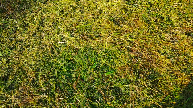 緑の芝生とその上に「芝生」という言葉がある芝生の接写