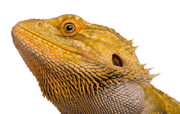 Close-up of Lawson's dragon, Pogona henrylawsoni,