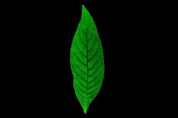 Photo close-up of leaf against black background