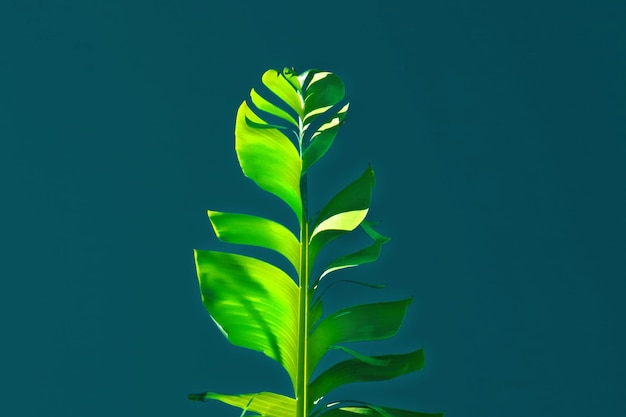 close-up of leaf against blue background