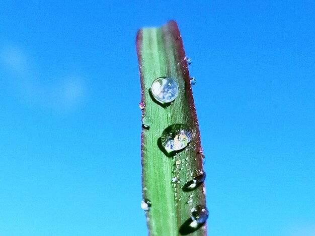 Close-up of leaf against blue sky