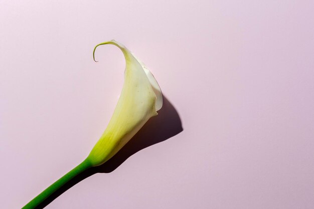 Photo close-up of leaf against white background