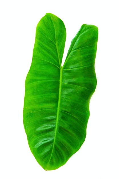 Close-up of leaf against white background