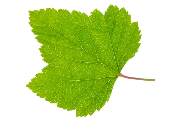 Photo close-up of leaf against white background