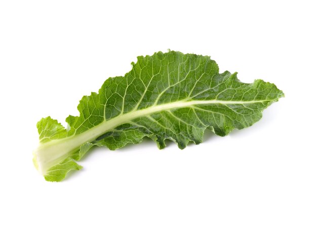 close-up of leaf against white background