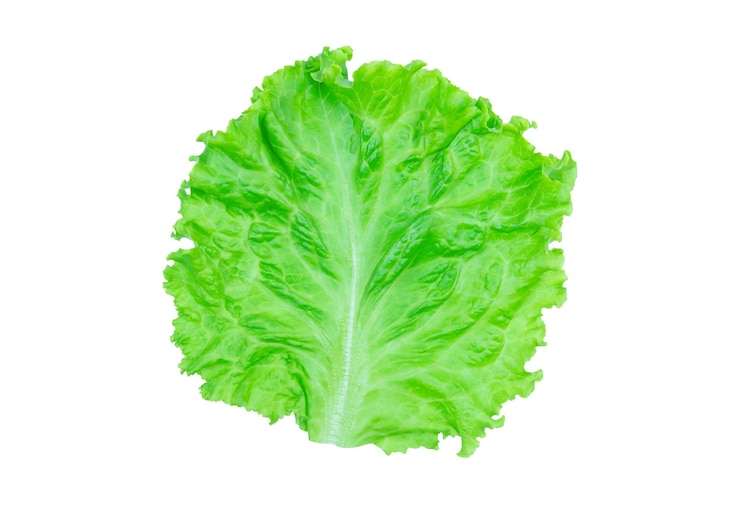Photo close-up of leaf against white background