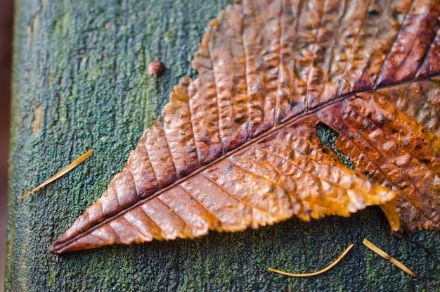 Photo close-up of leaf on barbecue grill