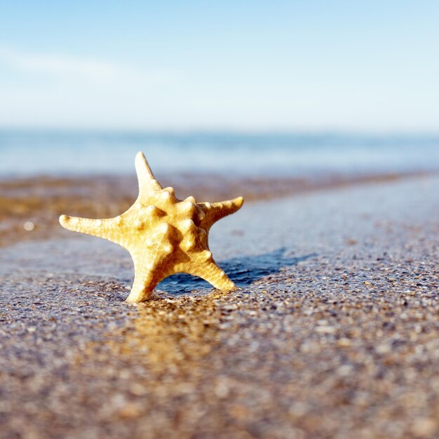 Foto close-up di una foglia sulla spiaggia