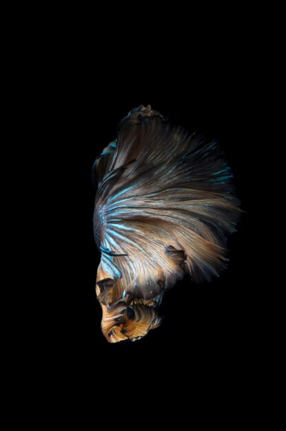 Photo close-up of leaf over black background