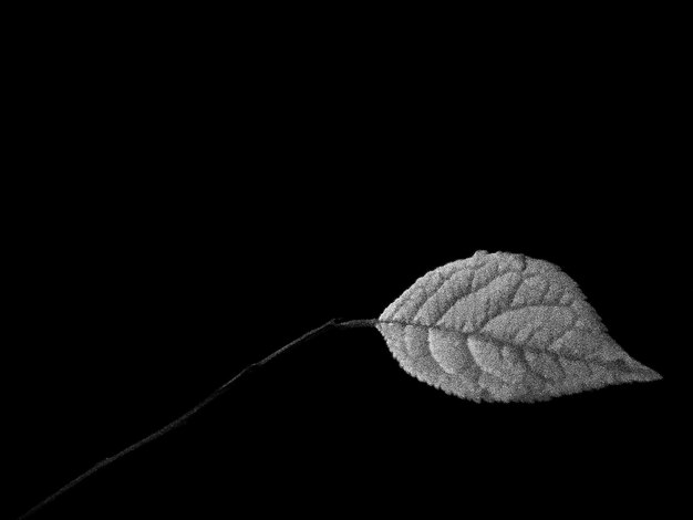 Close-up of leaf over black background