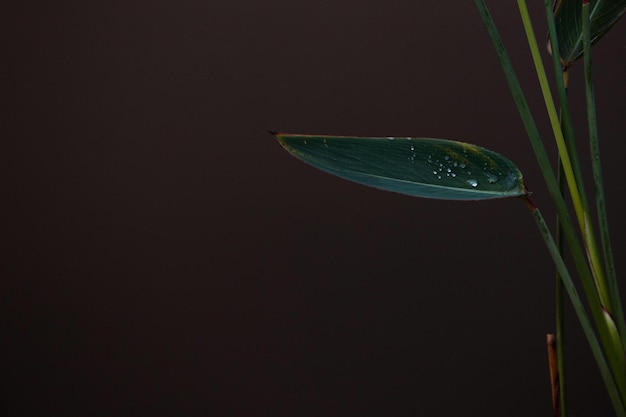 Close-up of leaf over black background