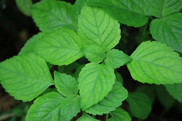 Close up leaf of caraway in the garden plants