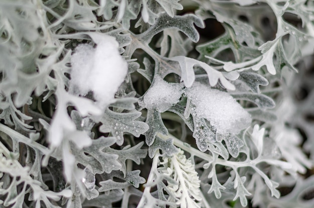 A close up of a leaf covered in snow