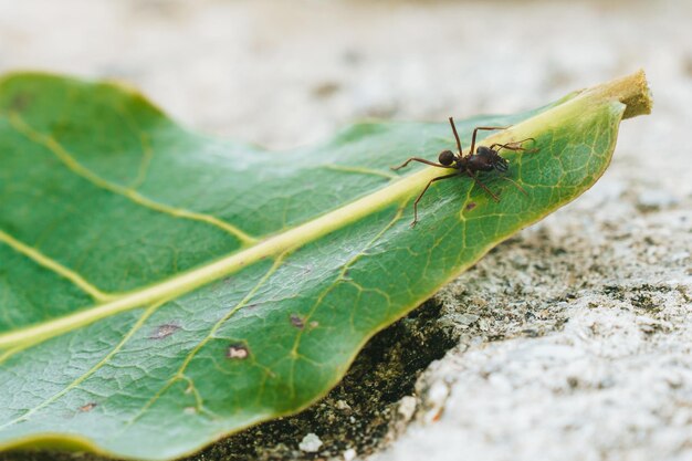 Close-up of leaf-cutting ant on leaf