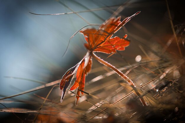 Foto prossimo piano della foglia in autunno