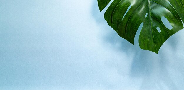 Close-up leaf of evergreen monstera palm tree on light blue background with copy space