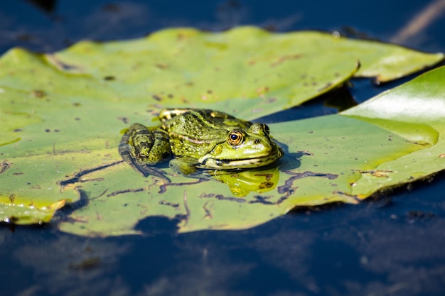 Foto close-up di una foglia che galleggia sull'acqua