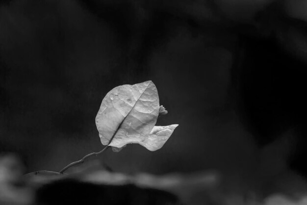 Close-up of leaf on flowering plant