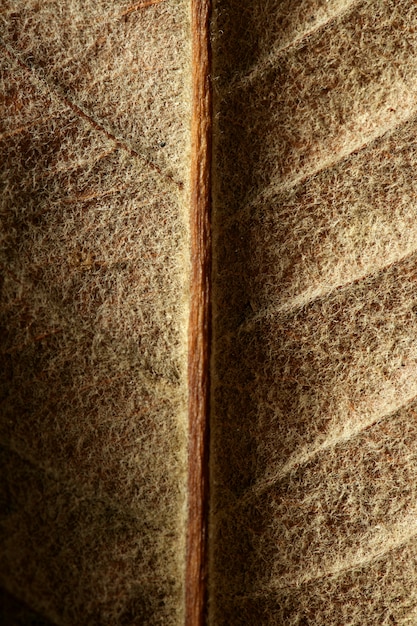 Close up of a leaf, gloden brown in autumn