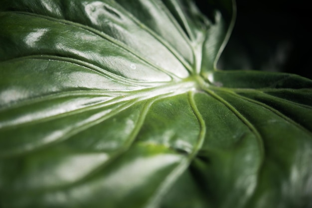 Foto close-up di una foglia che cresce sulla pianta.