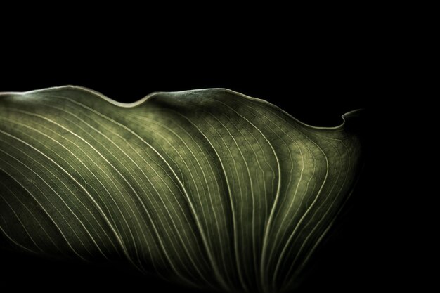 Photo close-up of leaf at night