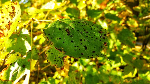 Close-up of leaf on plant