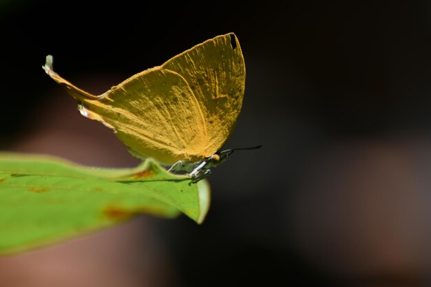 Close-up of leaf on plant