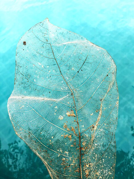 Photo close-up of leaf in sea