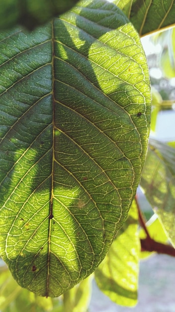 Foto prossimo piano di una foglia in una giornata di sole