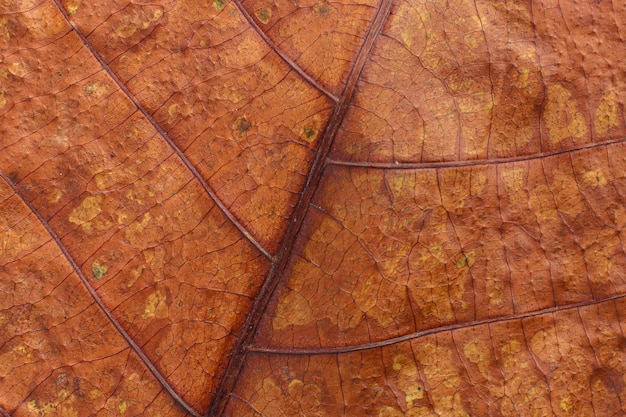 Close up leaf surface texture background