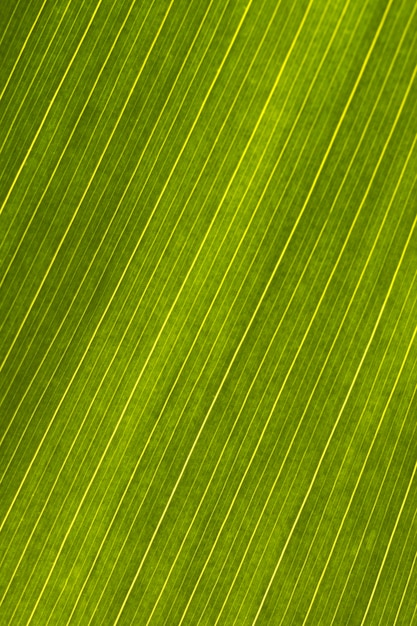 Photo close-up of leaf surface