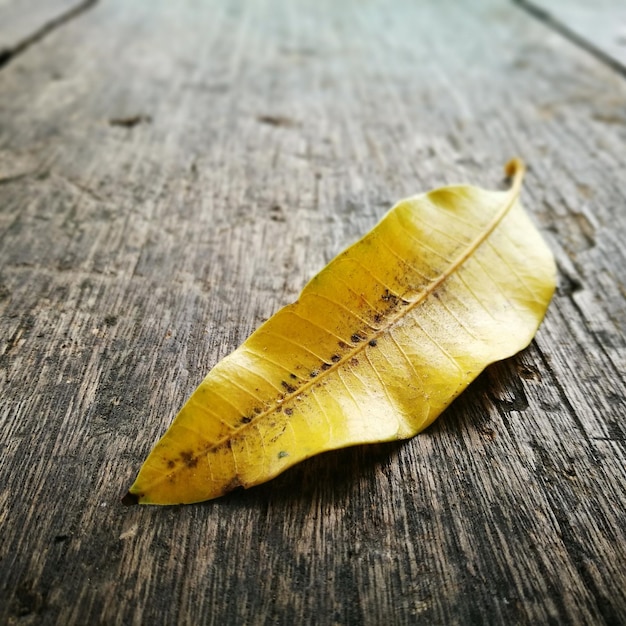 Close-up of leaf on table