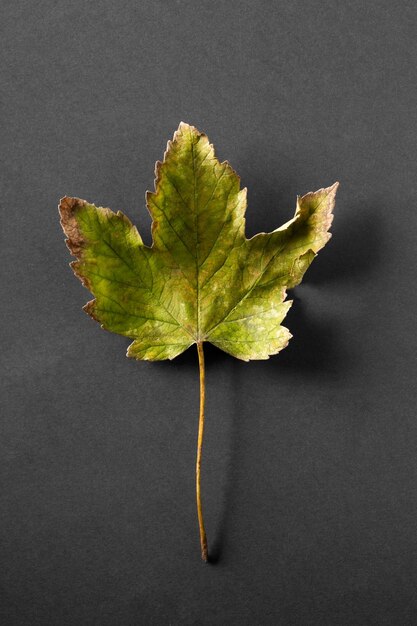 Close-up of leaf on table