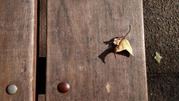 Photo close-up of leaf on table