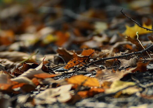 a close up of a leaf that is on the ground