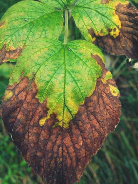 Close-up of leaf on tree trunk