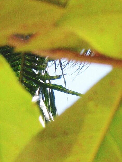 Close-up of leaf on tree