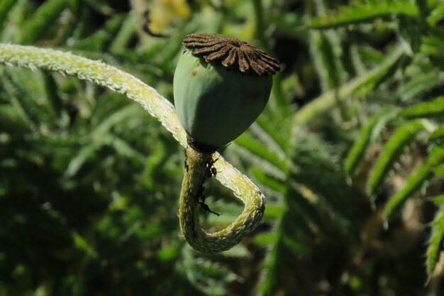 Close-up of leaf on tree