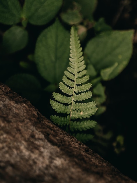 Foto prossimo piano di una foglia sull'albero