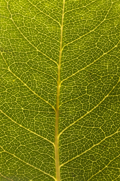 Foto primo piano delle vene delle foglie