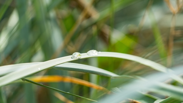 Close-up of a leaf and water drops at the moring, Sochi, Russai