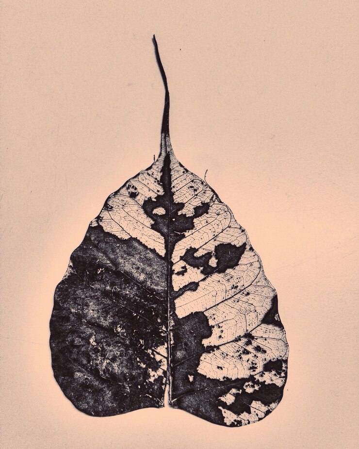 Photo close-up of leaf over white background